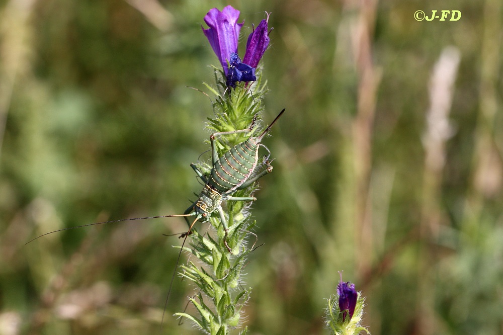 Bradyporidae: Uromenus elegans, femmina